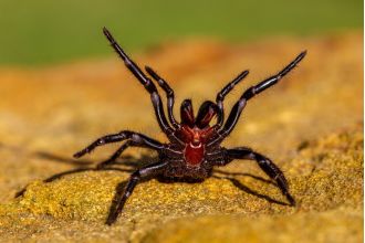 Animal park issues caution after dangerous spiders enter mating season