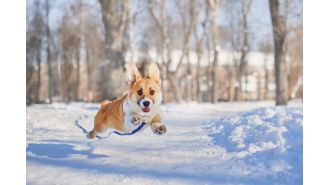 Expert says it's important to know the precise temperature that's too cold for dogs to walk in the snow.