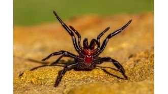 Animal park issues caution after dangerous spiders enter mating season