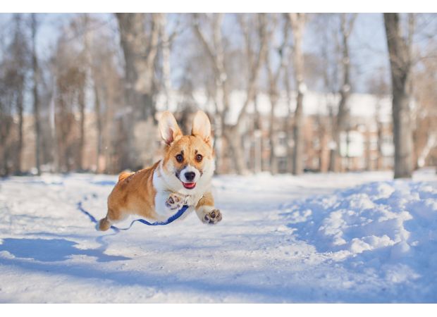 Expert says it's important to know the precise temperature that's too cold for dogs to walk in the snow.