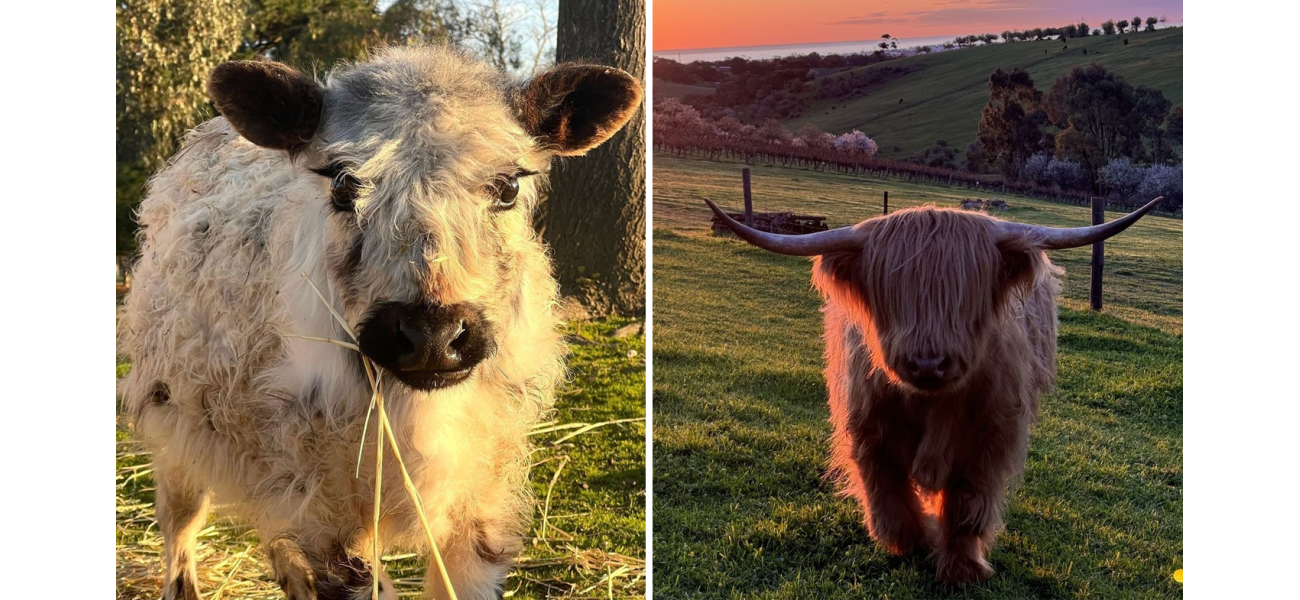 Two cows, named Olaf and Rahley, have disappeared from their properties in SA, causing worries of cow-napping.