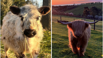 Two cows, named Olaf and Rahley, have disappeared from their properties in SA, causing worries of cow-napping.