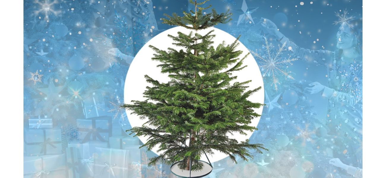 Aldi has Nordmann trees at low prices starting at £13.99.