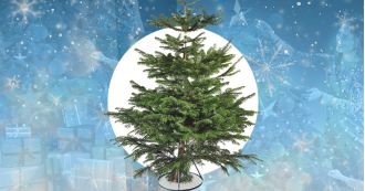 Aldi has Nordmann trees at low prices starting at £13.99.