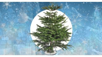 Aldi has Nordmann trees at low prices starting at £13.99.