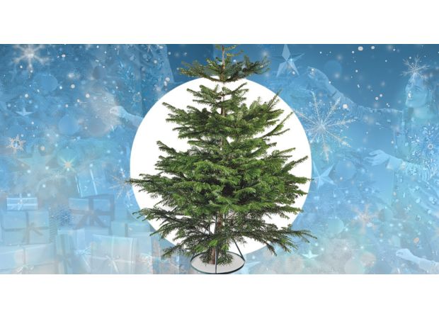 Aldi has Nordmann trees at low prices starting at £13.99.