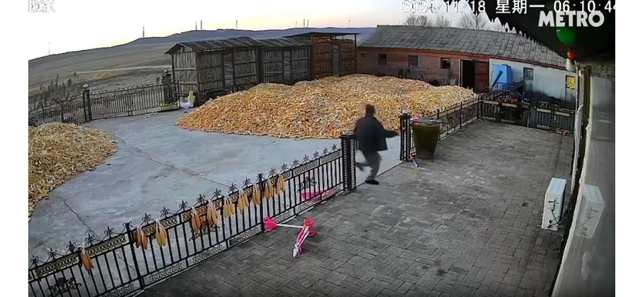 A farmer narrowly escapes being attacked by a wild Siberian tiger.