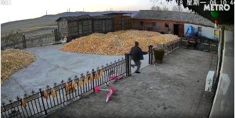 A farmer narrowly escapes being attacked by a wild Siberian tiger.