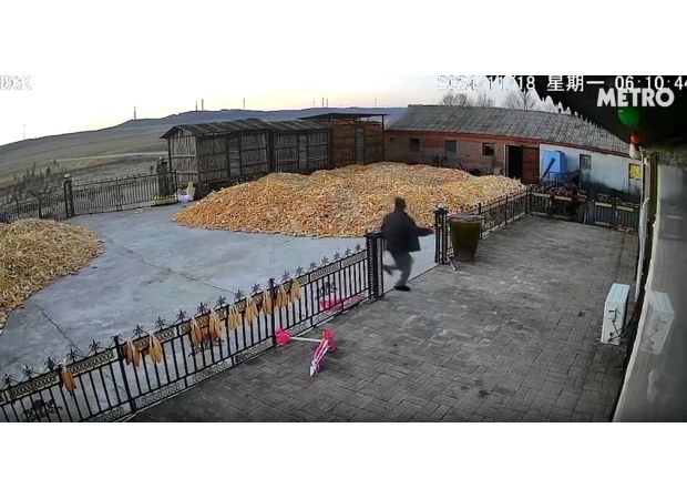 A farmer narrowly escapes being attacked by a wild Siberian tiger.