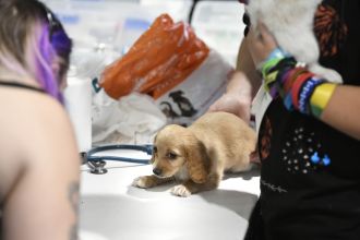 CO considering rule to increase minimum age of imported pets to prevent rabies.