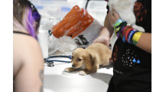 CO considering rule to increase minimum age of imported pets to prevent rabies.