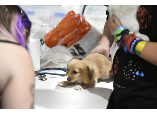 CO considering rule to increase minimum age of imported pets to prevent rabies.