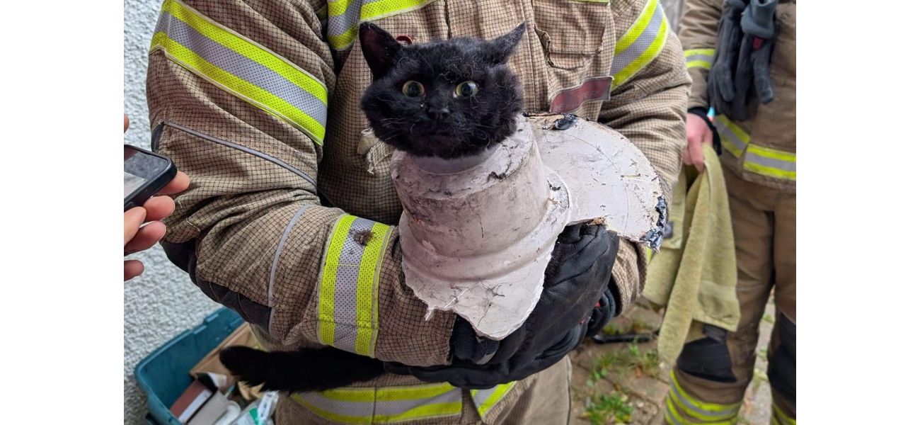 Confused feline rethinks decisions after being saved from pipe.