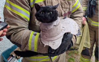 Confused feline rethinks decisions after being saved from pipe.