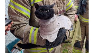 Confused feline rethinks decisions after being saved from pipe.