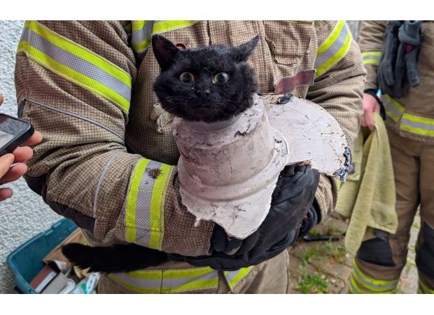 Confused feline rethinks decisions after being saved from pipe.