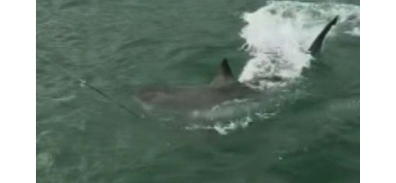 Fishermen in Adelaide are scared when they encounter a large great white shark near a jetty.