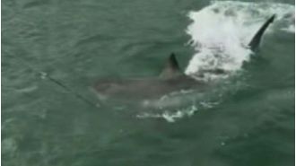 Fishermen in Adelaide are scared when they encounter a large great white shark near a jetty.