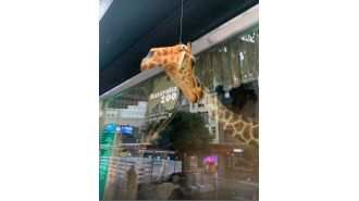 A giraffe in Myer's holiday window display was recently damaged, leading to disappointment.