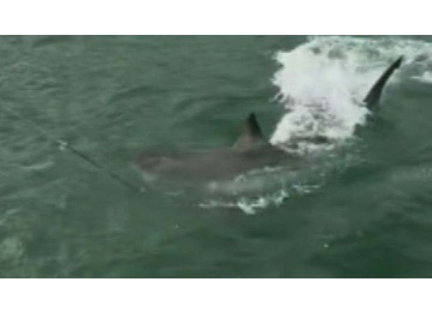 Fishermen in Adelaide are scared when they encounter a large great white shark near a jetty.