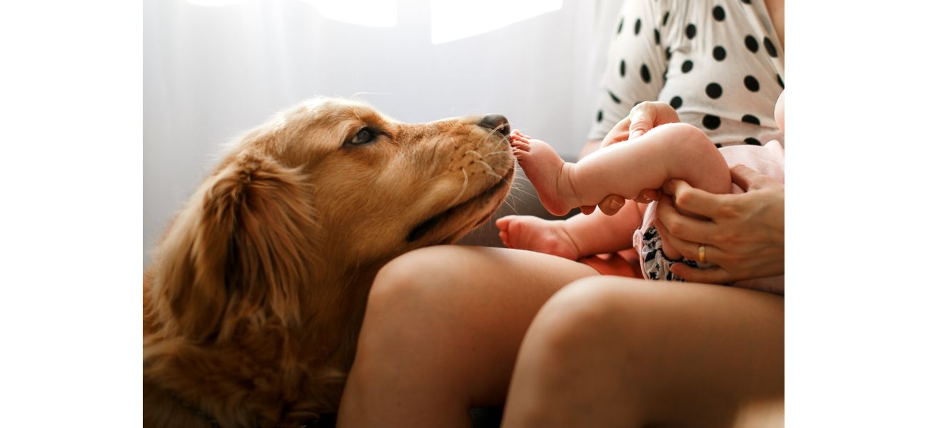 In 2025, the top baby names for dogs are expected to be Bear, Blue, and Banjo, reflecting a trend towards more 