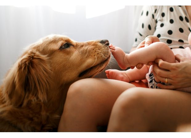 In 2025, the top baby names for dogs are expected to be Bear, Blue, and Banjo, reflecting a trend towards more 