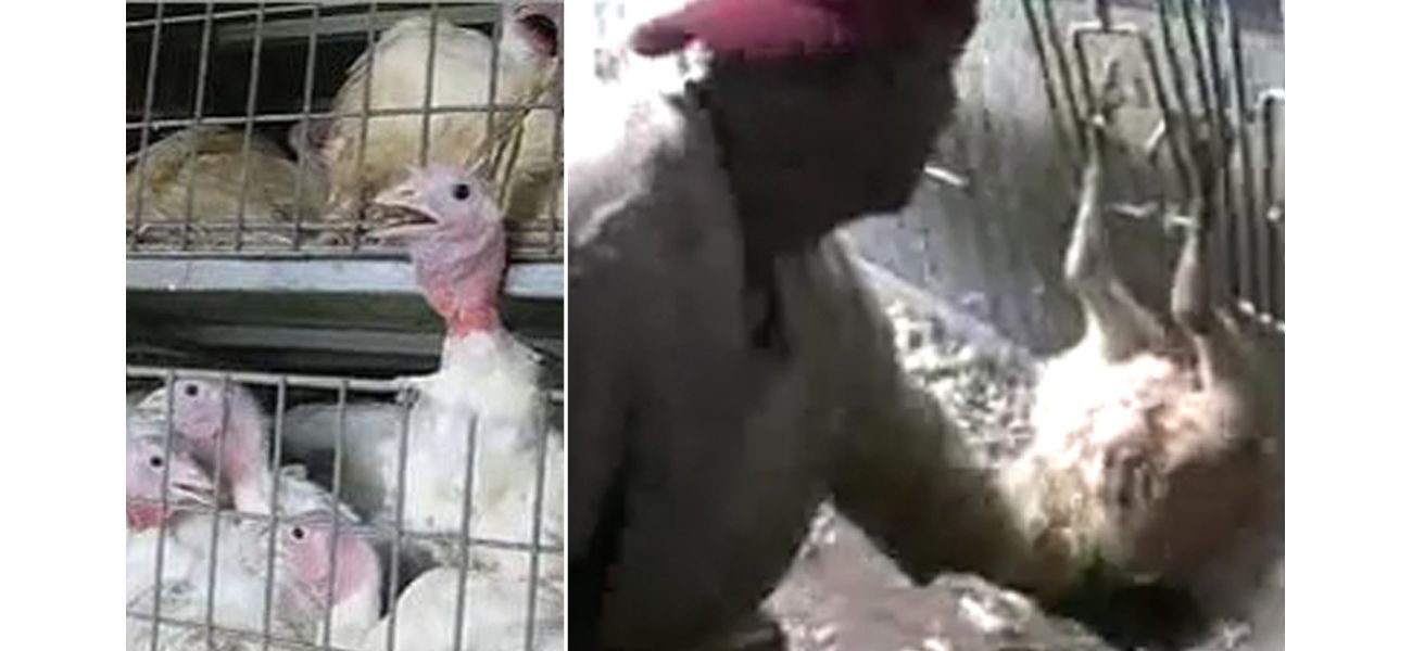 Turkey producer Butterball is being accused of sexually abusing their animals before the Thanksgiving holiday.
