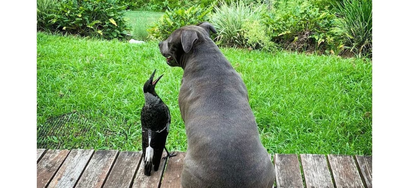 Molly the magpie's special licence was granted by mistake by the department.