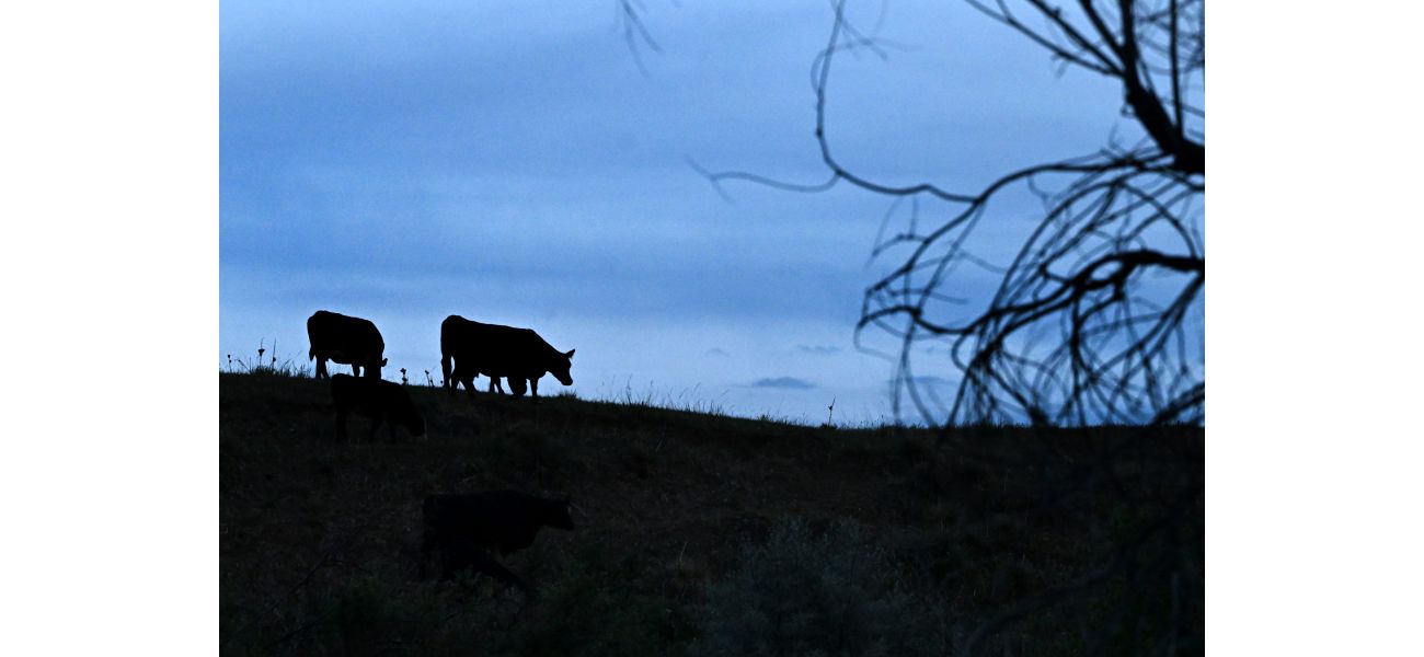 Man in Larimer County admits to murdering 8 cows belonging to his neighbors.