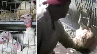 Turkey producer Butterball is being accused of sexually abusing their animals before the Thanksgiving holiday.
