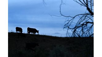 Man in Larimer County admits to murdering 8 cows belonging to his neighbors.