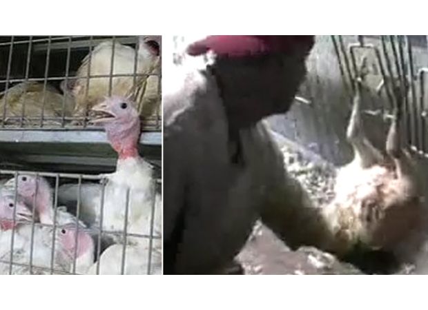 Turkey producer Butterball is being accused of sexually abusing their animals before the Thanksgiving holiday.