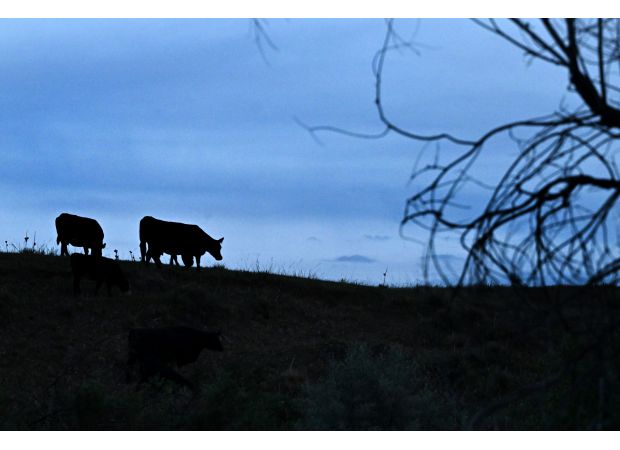 Man in Larimer County admits to murdering 8 cows belonging to his neighbors.