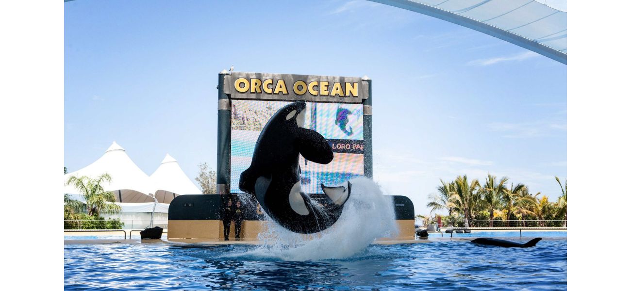 Keto, a killer whale, tragically spent its life in a tank and became frustrated.