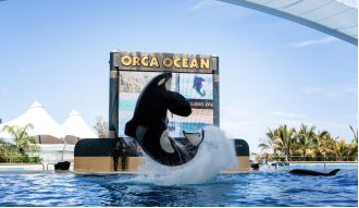 Keto, a killer whale, tragically spent its life in a tank and became frustrated.