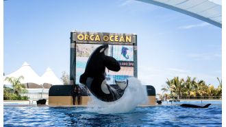 Keto, a killer whale, tragically spent its life in a tank and became frustrated.