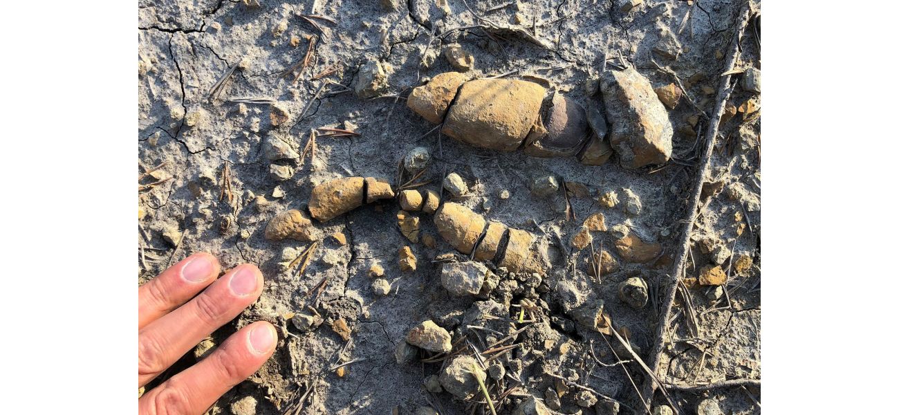 Fossilized dung shows how dinosaurs ruled Earth.