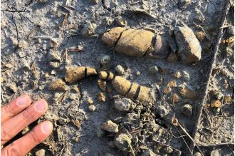 Fossilized dung shows how dinosaurs ruled Earth.