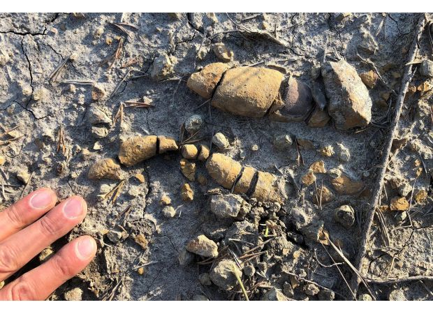 Fossilized dung shows how dinosaurs ruled Earth.