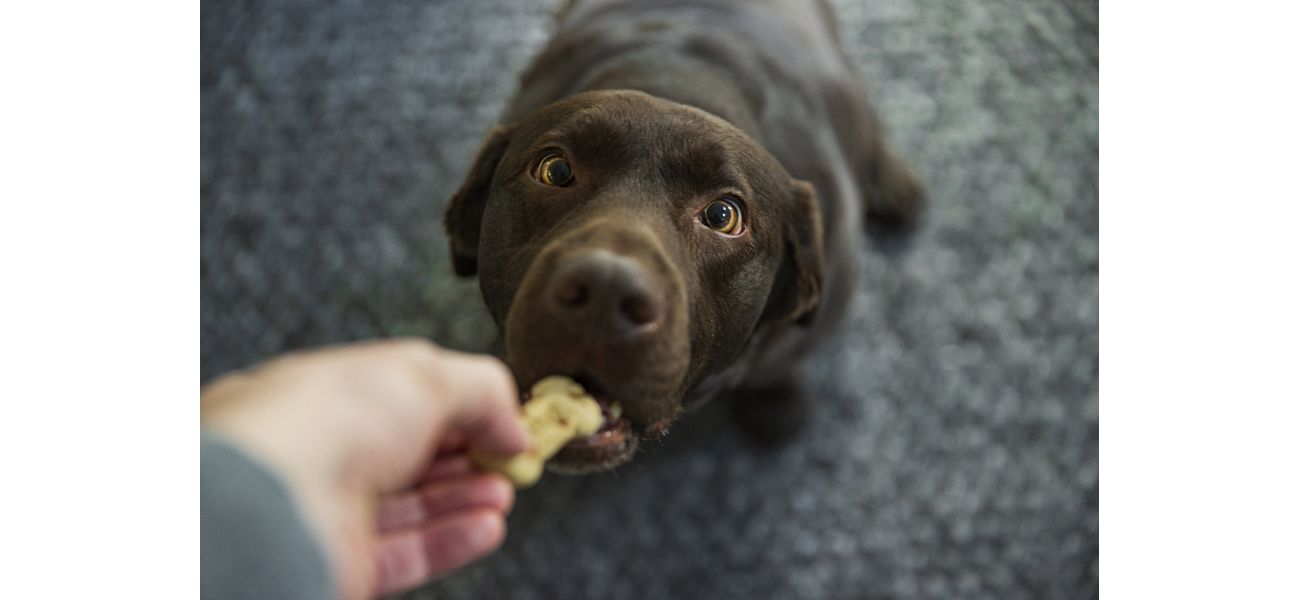 Dog food recalled due to potential contamination that can affect humans.