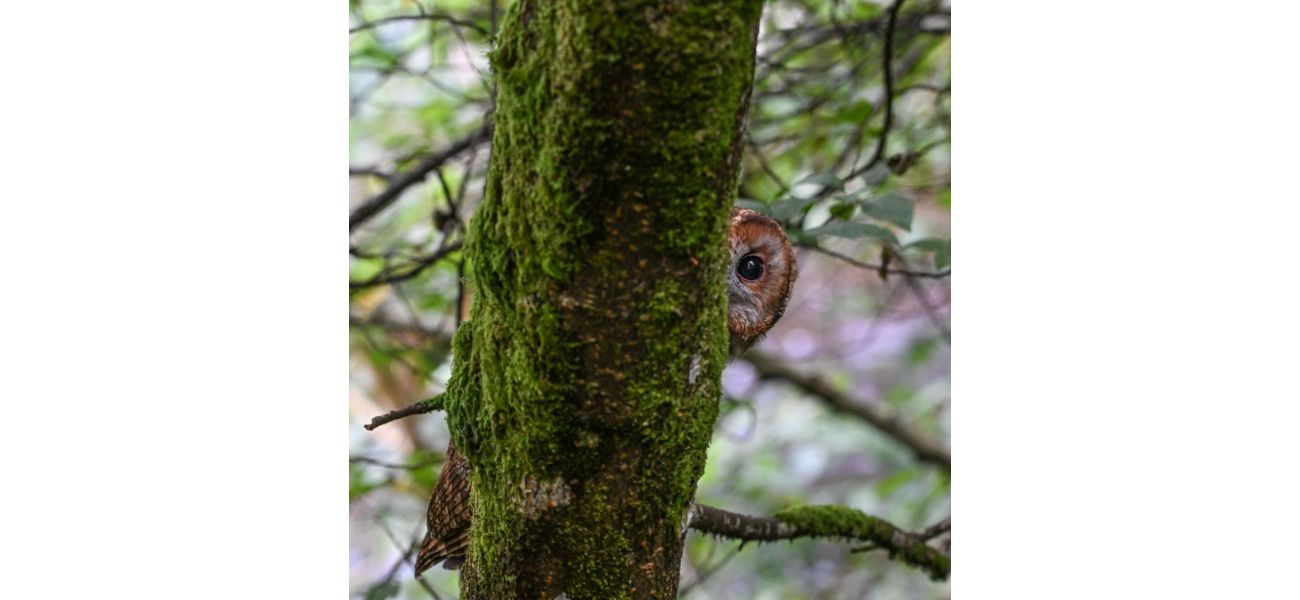Learn about animals in winter with Rosanna Forbes.