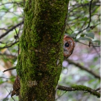 Learn about animals in winter with Rosanna Forbes.