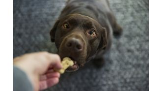 Dog food recalled due to potential contamination that can affect humans.