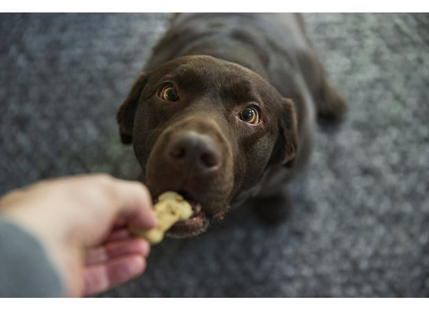 Dog food recalled due to potential contamination that can affect humans.