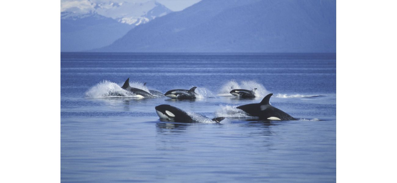 Killer whales are employing unique tactics to hunt the largest shark in the world.