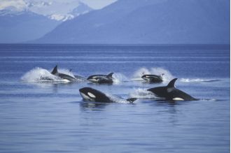 Killer whales are employing unique tactics to hunt the largest shark in the world.