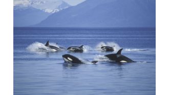 Killer whales are employing unique tactics to hunt the largest shark in the world.