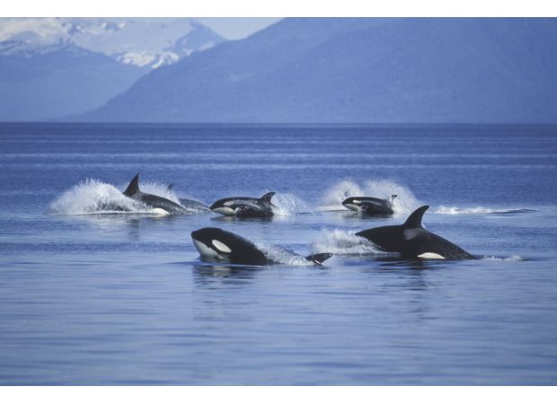 Killer whales are employing unique tactics to hunt the largest shark in the world.