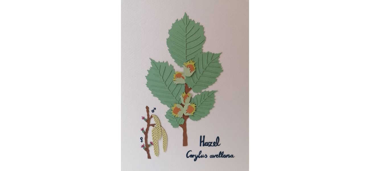 Hazelnut tree, nicknamed the tree of knowledge, was among the earliest to inhabit this area after the ice age.