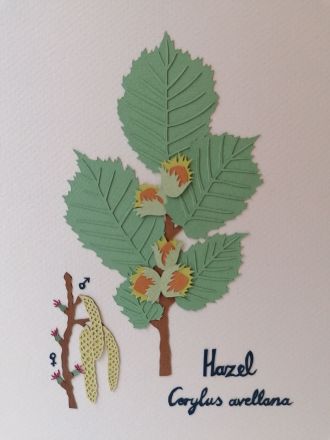 Hazelnut tree, nicknamed the tree of knowledge, was among the earliest to inhabit this area after the ice age.